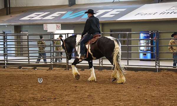 athletic-gypsy-vanner-horse