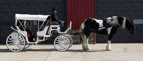 flashy-gypsy-vanner-horse