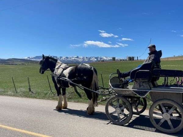 husband-safe-gypsy-vanner-horse