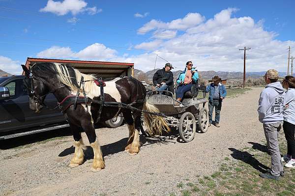 driving-gypsy-vanner-horse