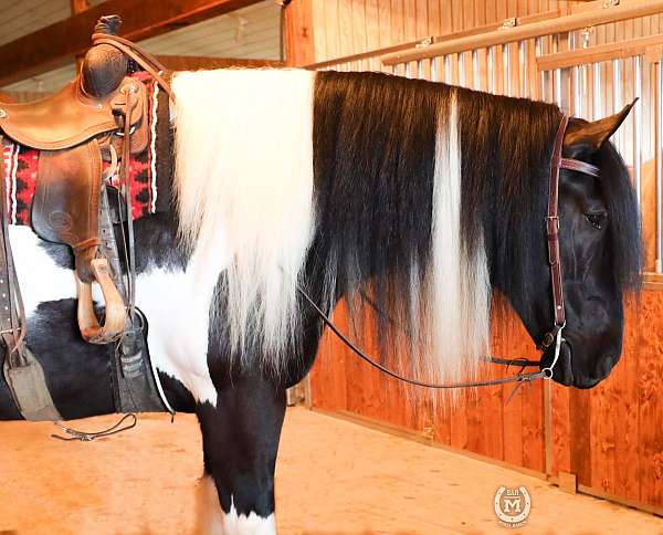 kid-safe-gypsy-vanner-horse