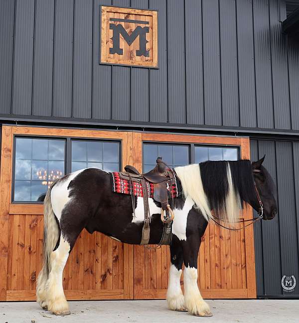 parade-gypsy-vanner-horse