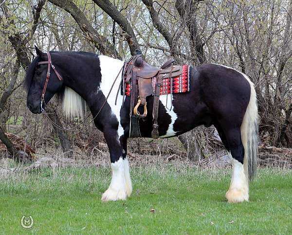 performance-gypsy-vanner-horse