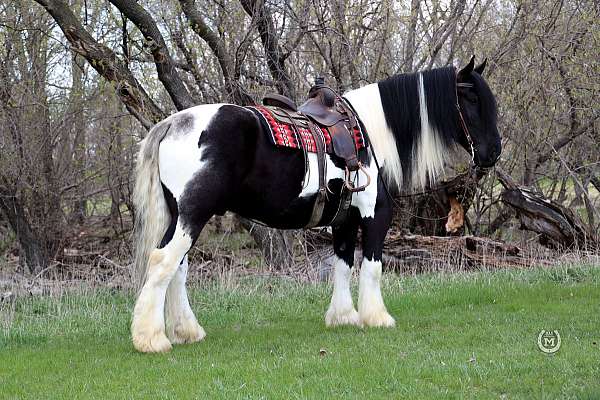 show-gypsy-vanner-horse