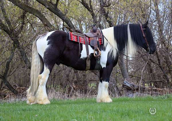 trail-gypsy-vanner-horse