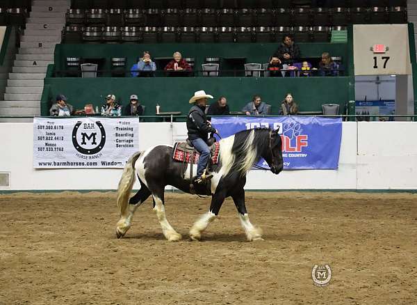 pinto-gypsy-vanner-gelding