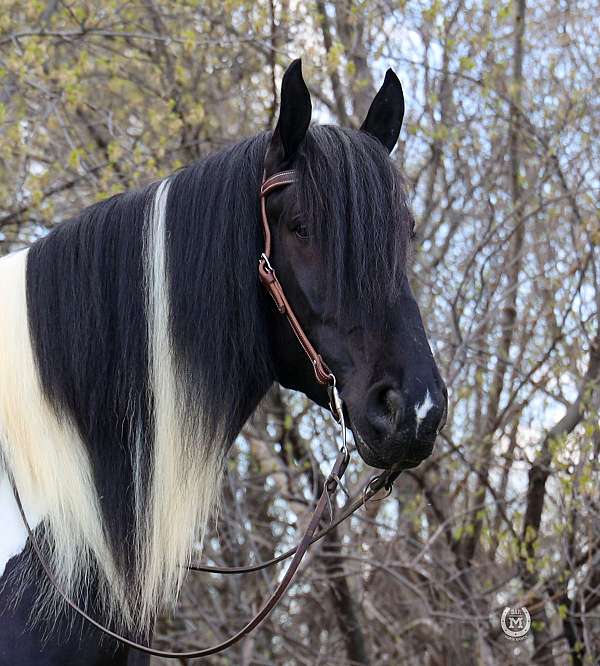 trail-riding-gypsy-vanner-horse