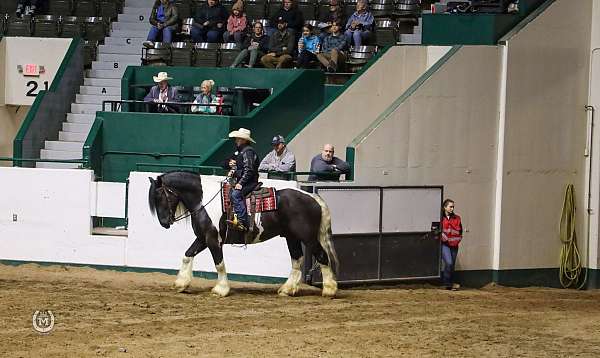 pinto-all-around-horse