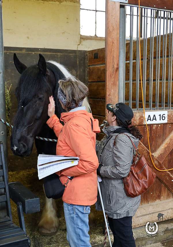 pinto-athletic-horse