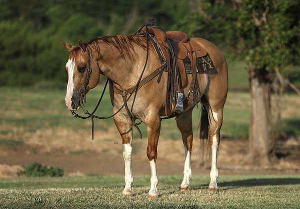 athletic-quarter-horse