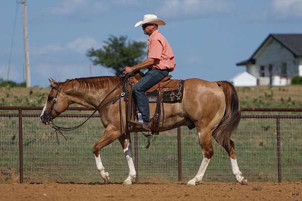 flashy-quarter-horse