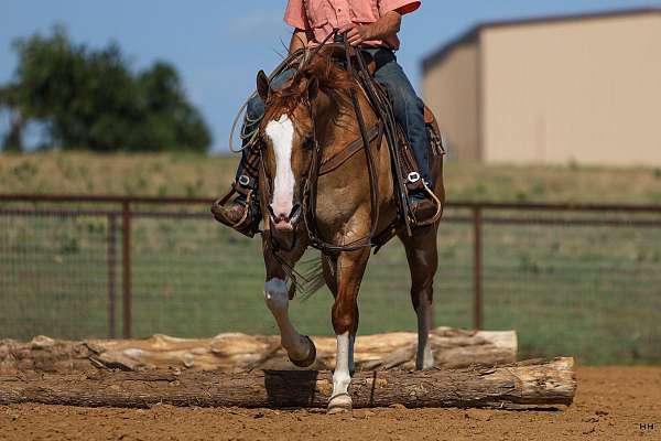 parade-quarter-horse