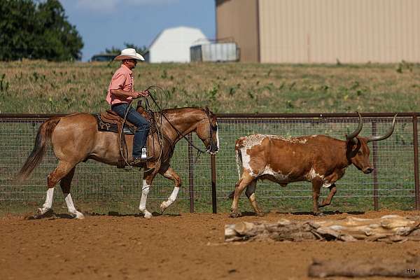 performance-quarter-horse