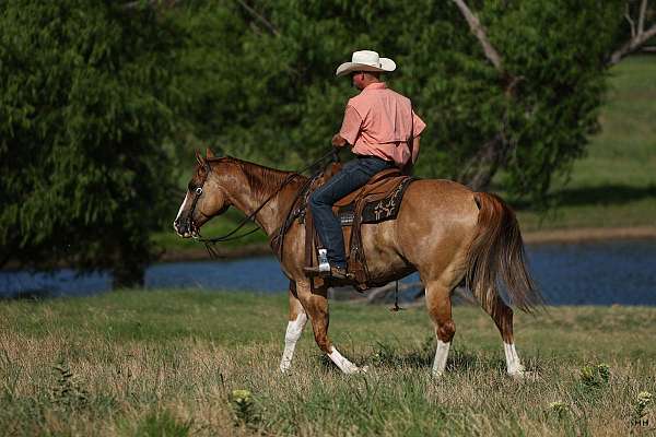 ranch-versatility-quarter-horse