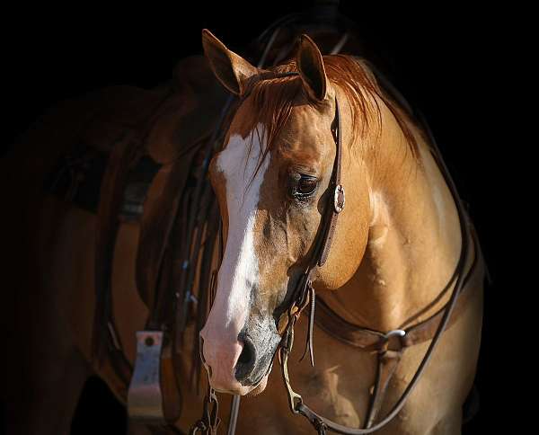 roping-quarter-horse