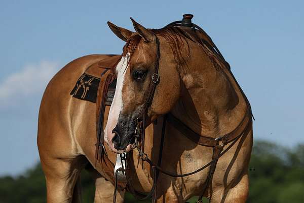 show-quarter-horse