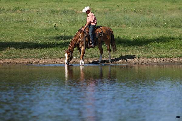 ranch-work-quarter-horse