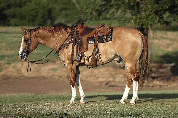 team-penning-quarter-horse