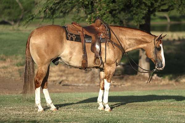 trail-riding-quarter-horse