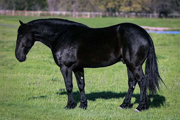 athletic-friesian-horse