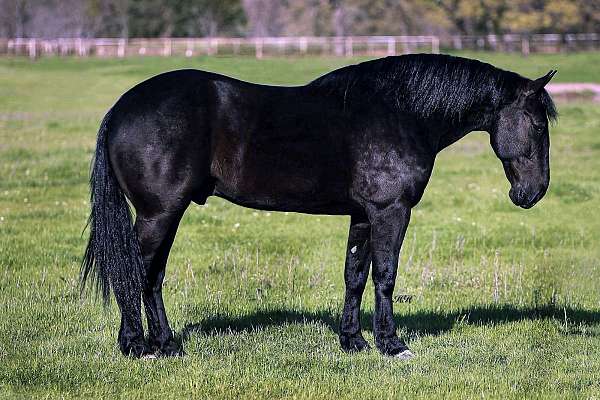 companion-friesian-horse