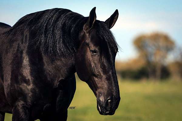 driving-friesian-horse