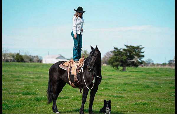 kid-safe-friesian-horse