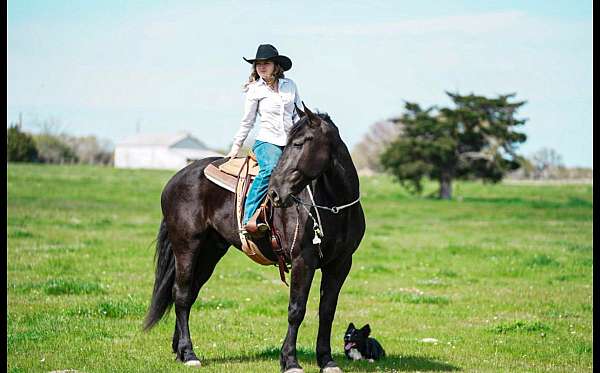 parade-friesian-horse