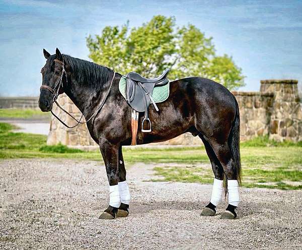 performance-friesian-horse