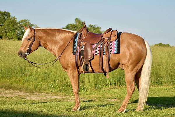 athletic-quarter-horse