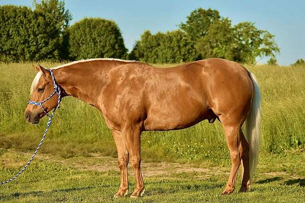 calf-roping-quarter-horse