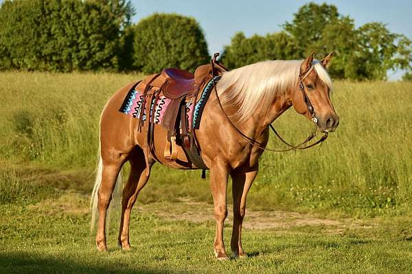 husband-safe-quarter-horse