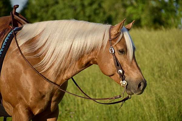 parade-quarter-horse