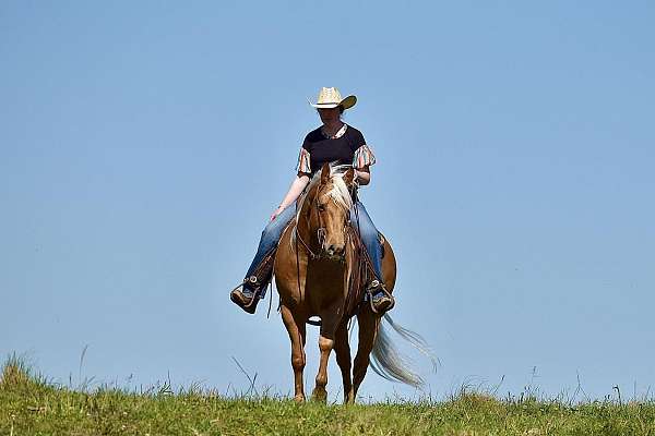 ranch-work-quarter-horse