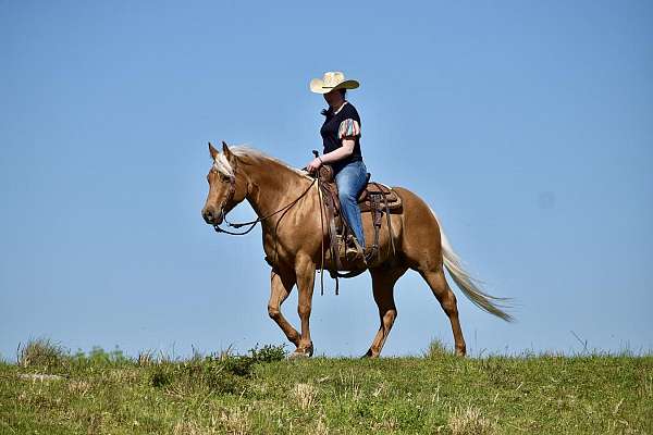 reining-quarter-horse