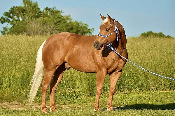 roping-quarter-horse