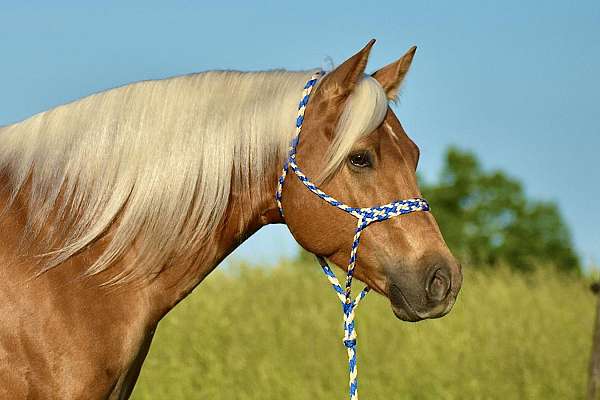 trail-riding-quarter-horse