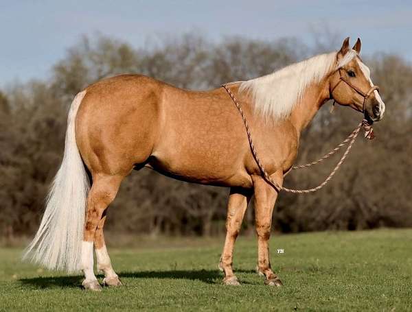 athletic-quarter-horse