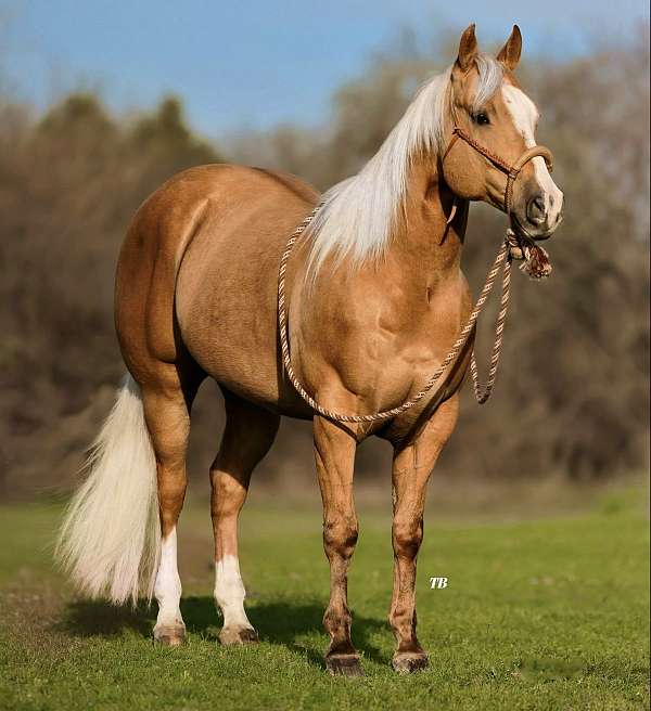 flashy-quarter-horse