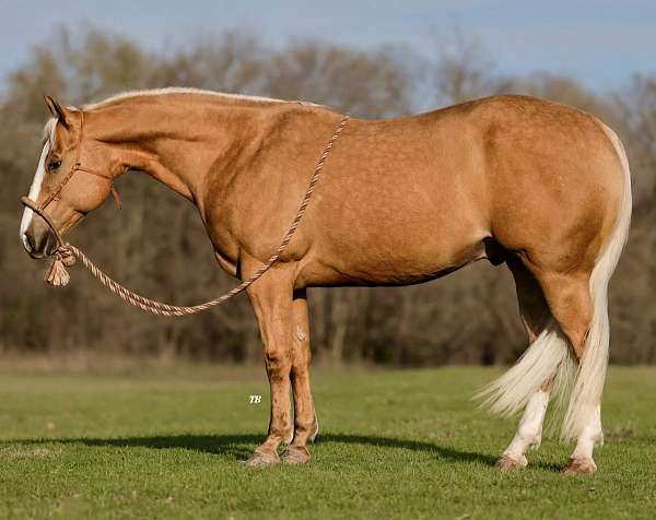 husband-safe-quarter-horse