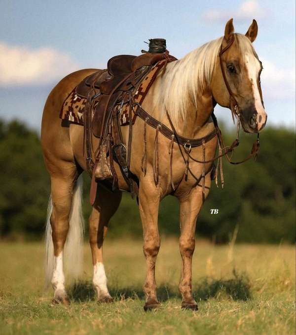 ranch-versatility-quarter-horse