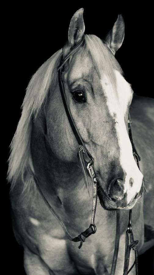 ranch-work-quarter-horse