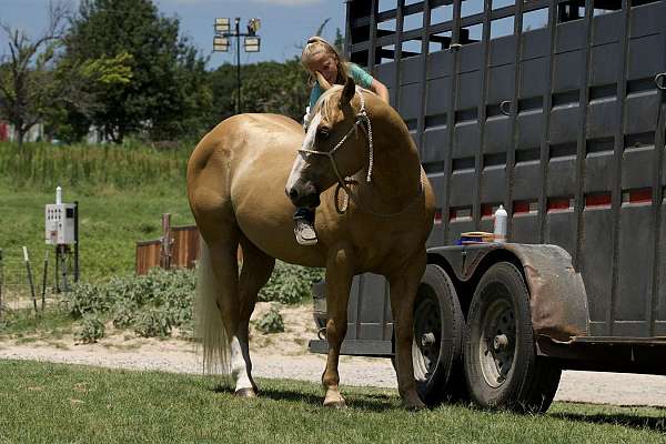 show-quarter-horse