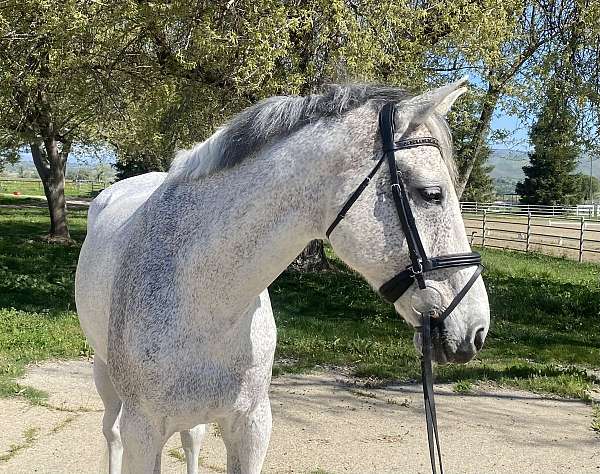 dressage-trail-riding-warmblood-horse