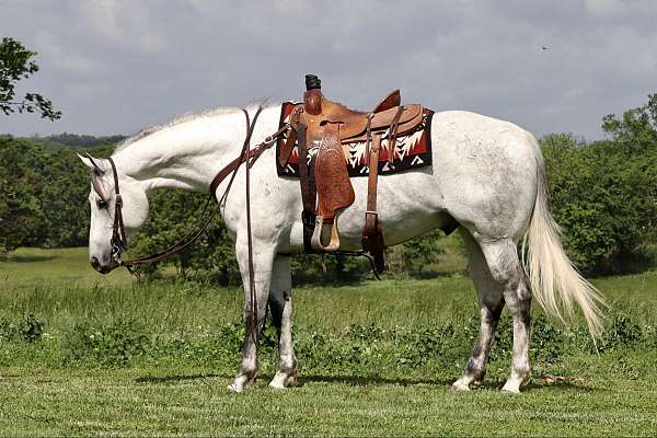 kid-safe-quarter-horse