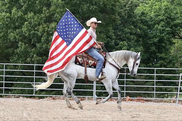 parade-quarter-horse