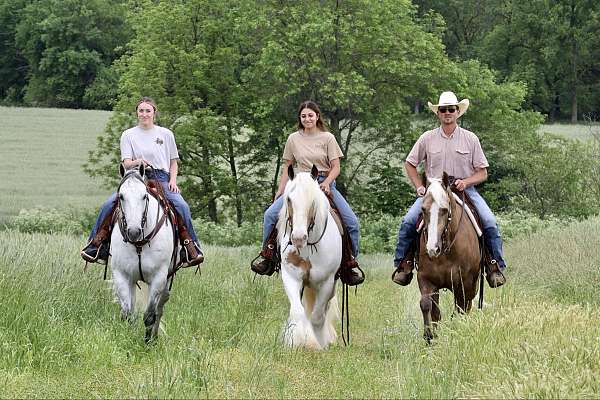 performance-quarter-horse