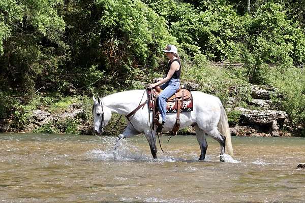 ridden-english-quarter-horse