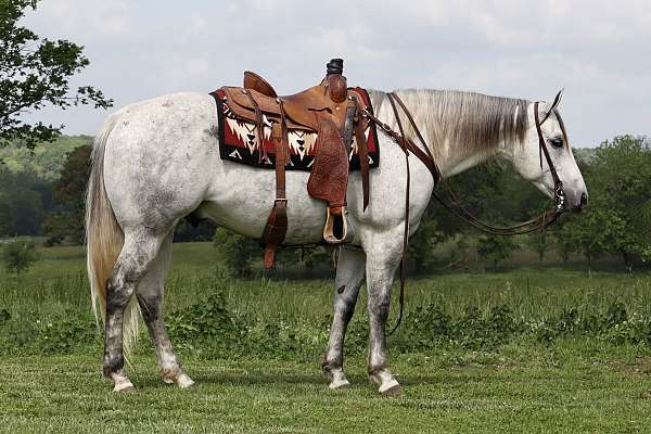 ridden-western-quarter-horse