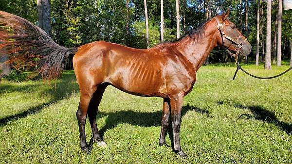 bay-kentucky-mountain-stallion